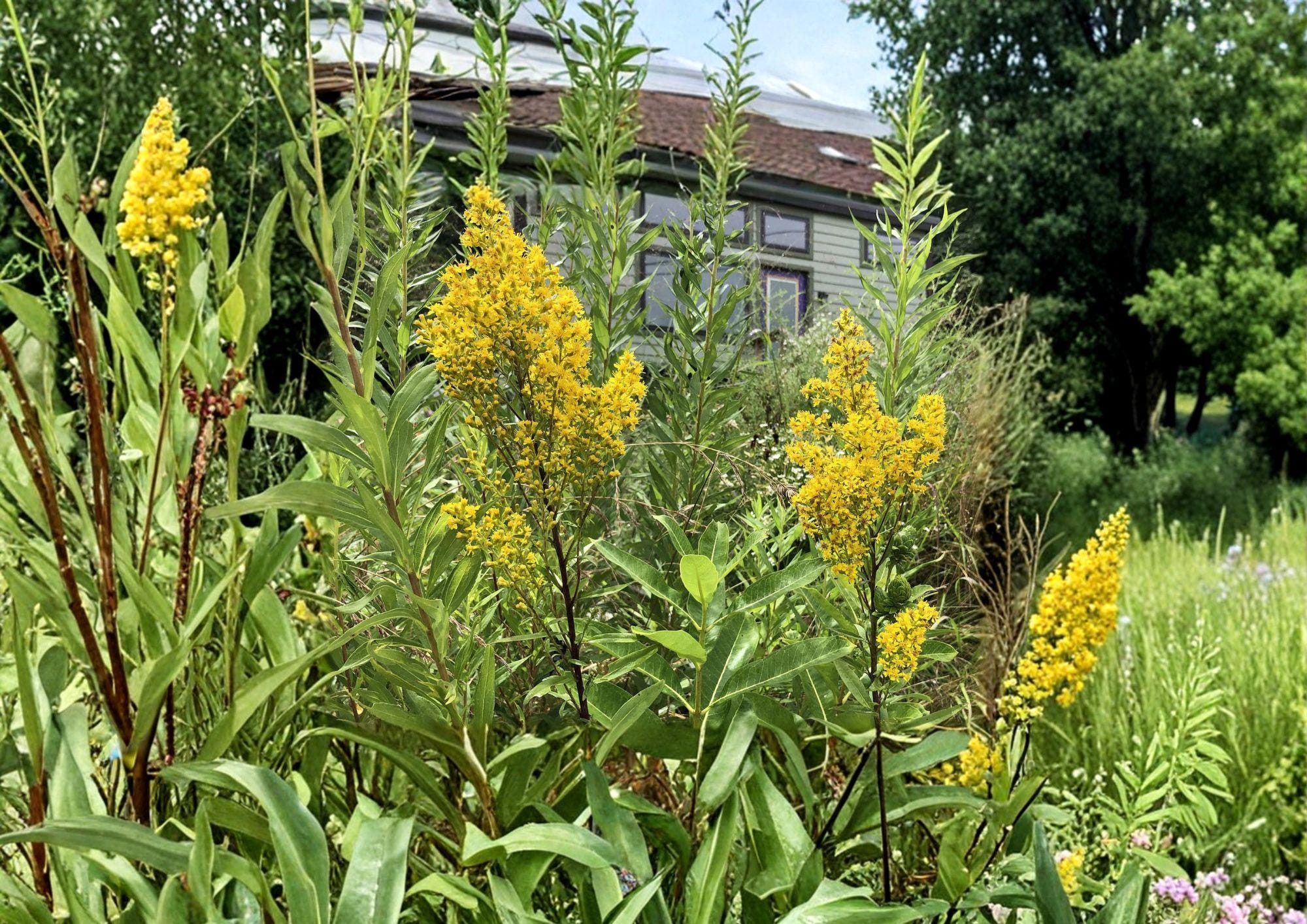 Showy Goldenrod Seeds - Solidago speciosa Native Pollinator Wildflower, Bright Golden Yellow Flower Spikes, Drought Tolerant, 100 Seeds