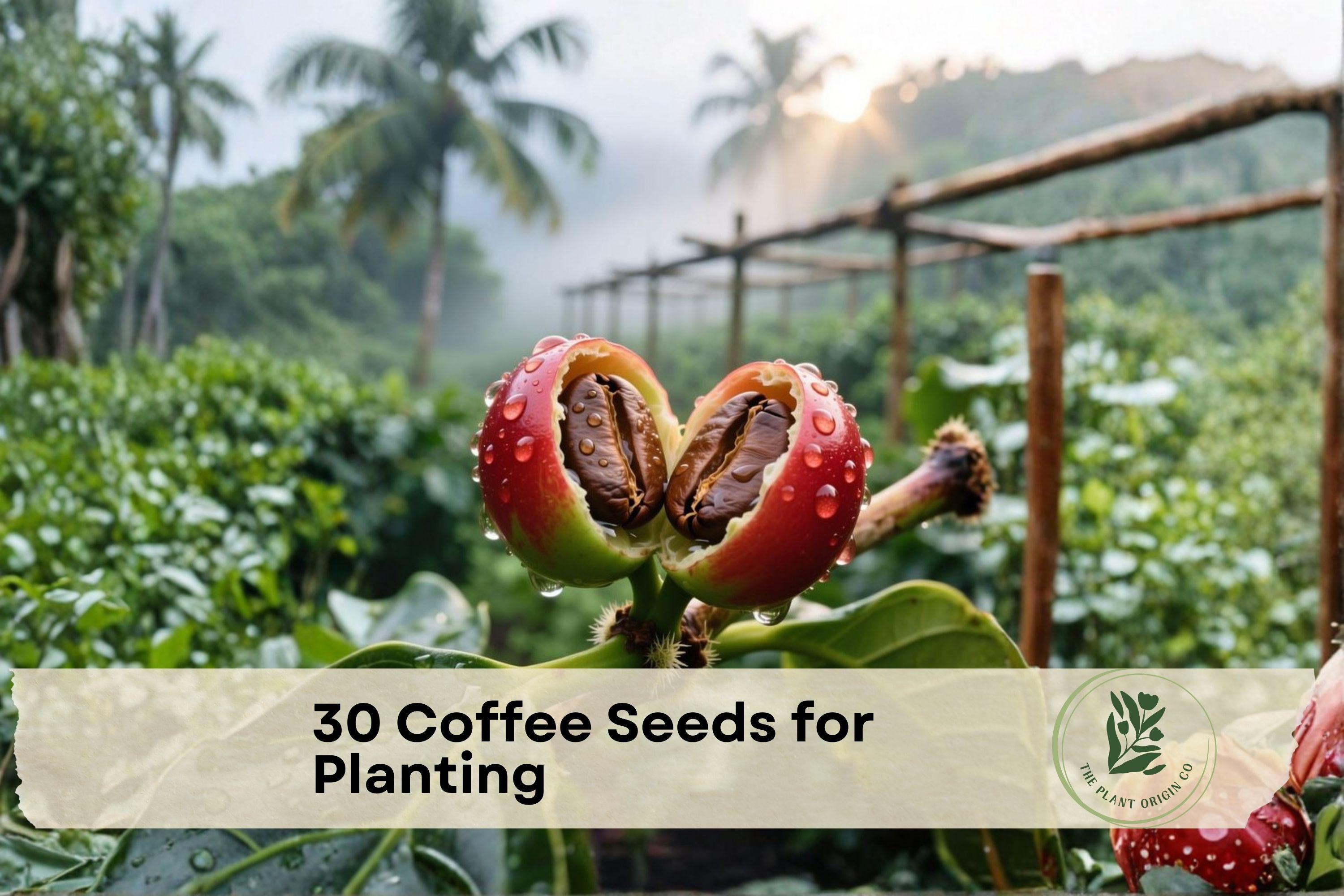 30 Coffee Seeds for Planting – Coffea arabica Tropical Evergreen Plant Seeds for Indoor & Outdoor Gardening