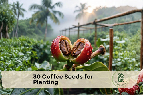 30 Coffee Seeds for Planting – Coffea arabica Tropical Evergreen Plant Seeds for Indoor & Outdoor Gardening