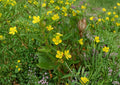 Ludwigia alternifolia Seedbox 1000 Seeds – Native Yellow Water Primrose, Wetland Pollinator Wildflower, Cubed Seed Capsules