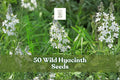 Wild Hyacinth Seeds – Camassia scilloides Native Perennial with Pale Blue to Violet Flowers, 50 Seeds