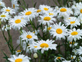 Shasta Daisy Seeds – White Perennial Flowers for Cottage Gardens, Pollinator-Friendly, Chrysanthemum maximum, 100 Seeds
