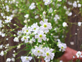 Covent Garden White Baby's Breath Seeds - Gypsophila elegans, Cut Flower, Annual for Bouquets & Gardens (100 Seeds)