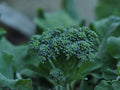 Di Cicco Broccoli Seeds – Heirloom Vegetable Seeds for Home Garden, Continuous Harvest, 500 Seeds