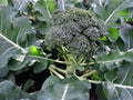 Waltham 29 Broccoli Seeds – 500 Heirloom Cold Hardy Vegetable for Fall & Spring Gardens, Compact Blue-Green Heads