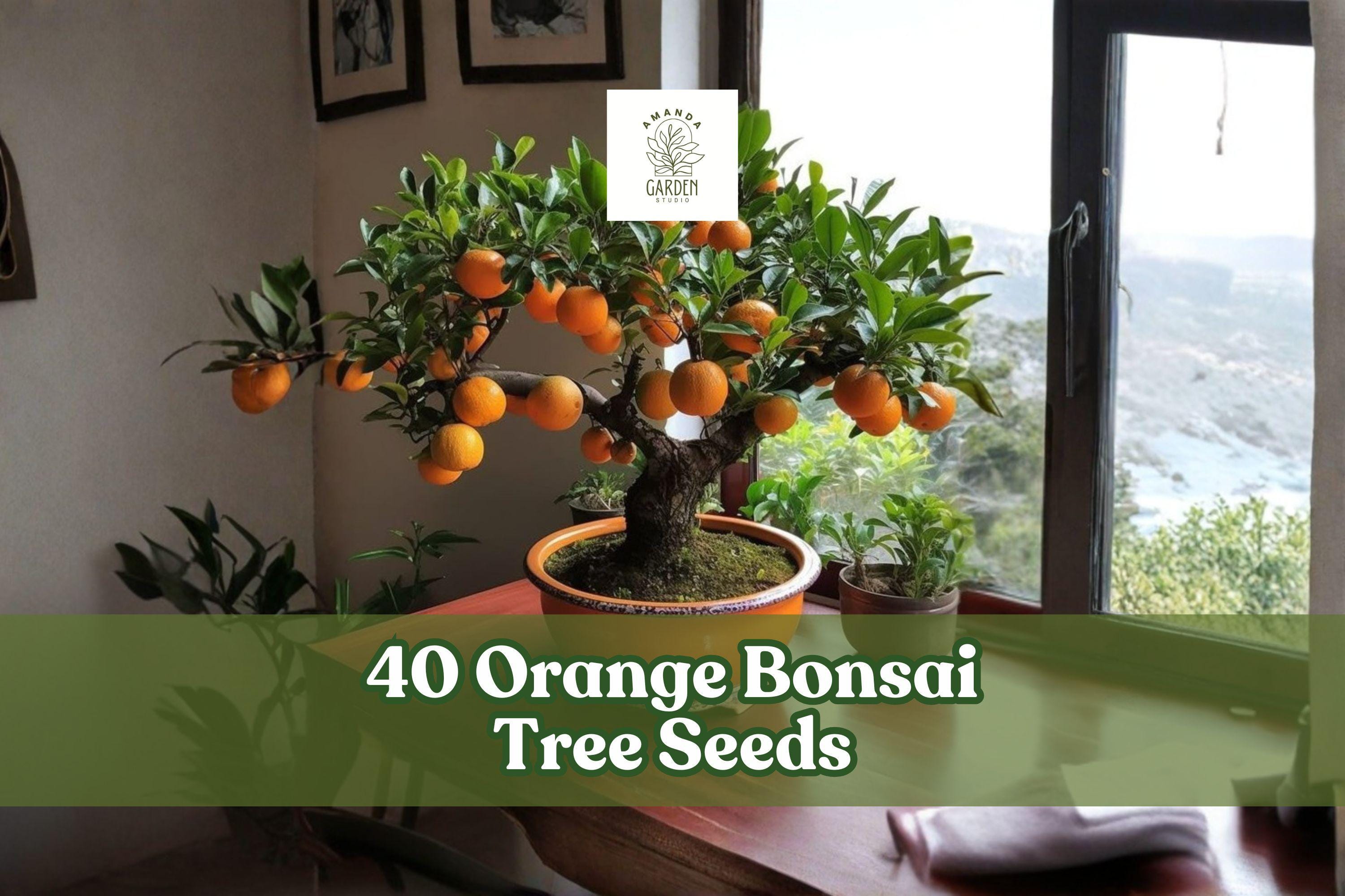40 Orange Tree Seeds for Bonsai Cultivation, Citrus sp. Fruit Tree Seeds for Indoor & Outdoor Growing