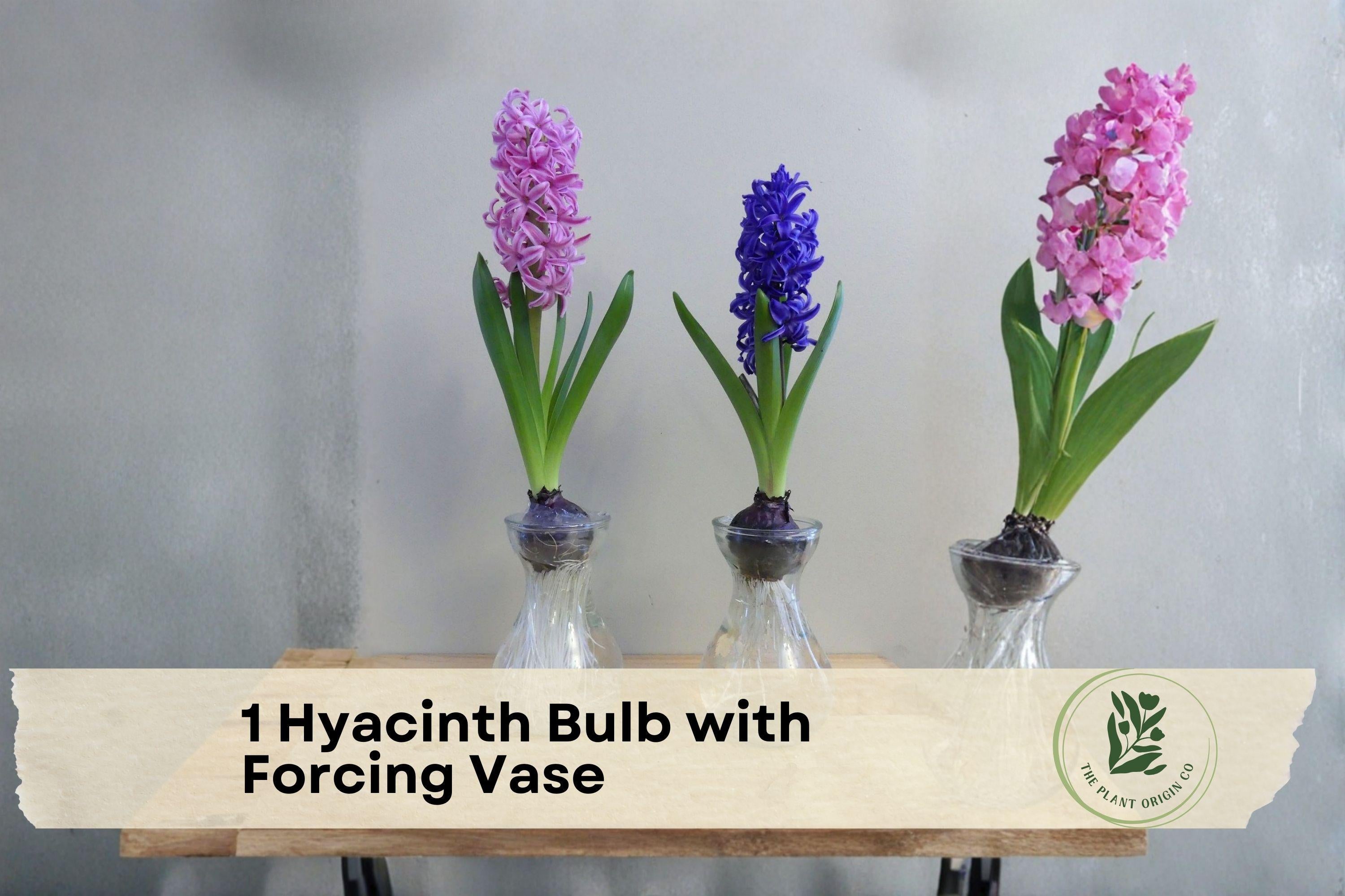 Hyacinth Bulb with Forcing Vase - Indoor Flowering Bulb, Fragrant Hyacinthus orientalis, No Soil, Spring Bloom, Gift Set