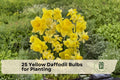 Yellow Daffodil Bulbs Bulk Pack – Dutch Master Narcissus Perennial Flowering Bulbs for Spring Blooming Gardens