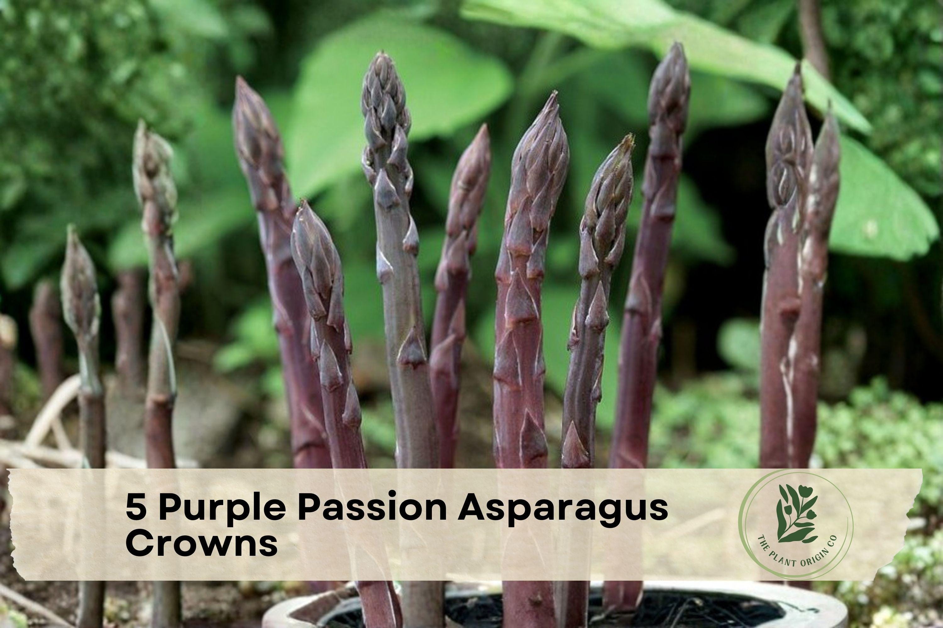 Purple Passion Asparagus Crowns – 2-Year-Old Bare Root Perennial Vegetable, Edible Purple Spears, Asparagus officinalis
