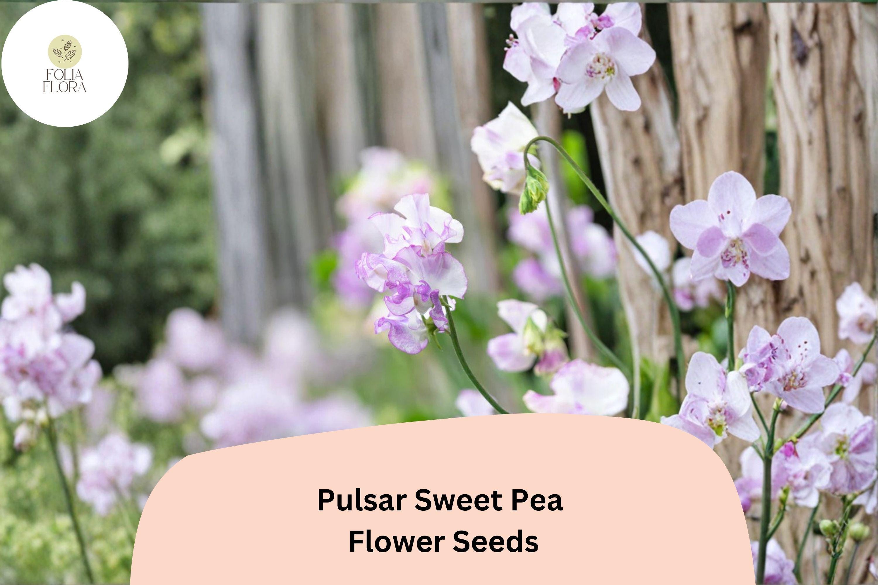 50+ Pulsar Sweet Pea Seeds | Climbing Flowers, Deep Purple & White Bicolor, Lathyrus odoratus
