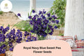Royal Navy Blue Sweet Pea Seeds | Deep Blue Climbing Flowers for Trellis & Garden | Lathyrus odoratus
