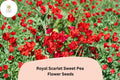 Royal Scarlet Sweet Pea Seeds | Climbing Flower for Trellis & Garden | Bright Scarlet Red | Lathyrus odoratus