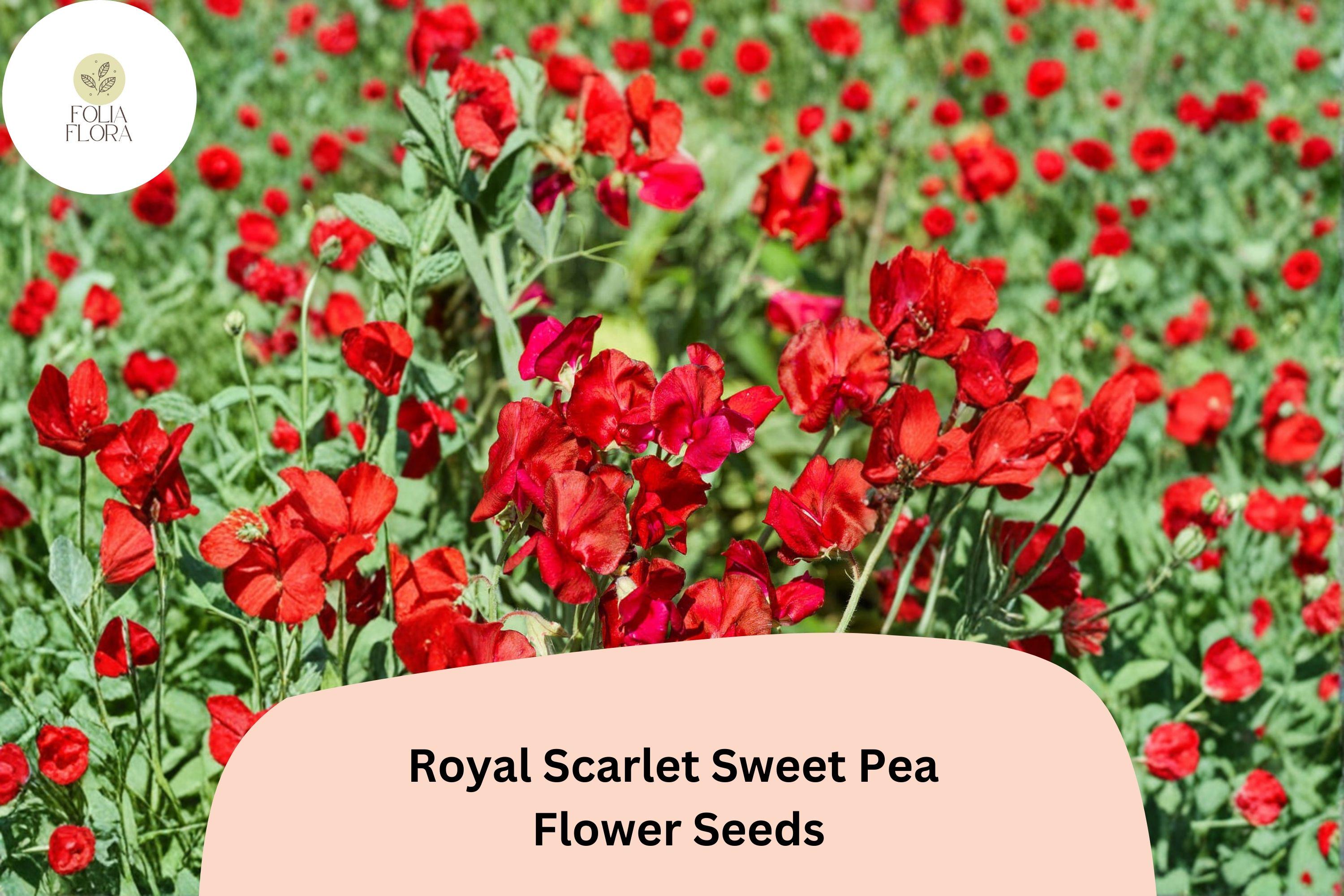 Royal Scarlet Sweet Pea Seeds | Climbing Flower for Trellis & Garden | Bright Scarlet Red | Lathyrus odoratus