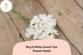 Royal White Sweet Pea Seeds | Climbing Flower Pack | Lathyrus odoratus ‘Royal White’ | White Annual Vine for Trellises & Gardens