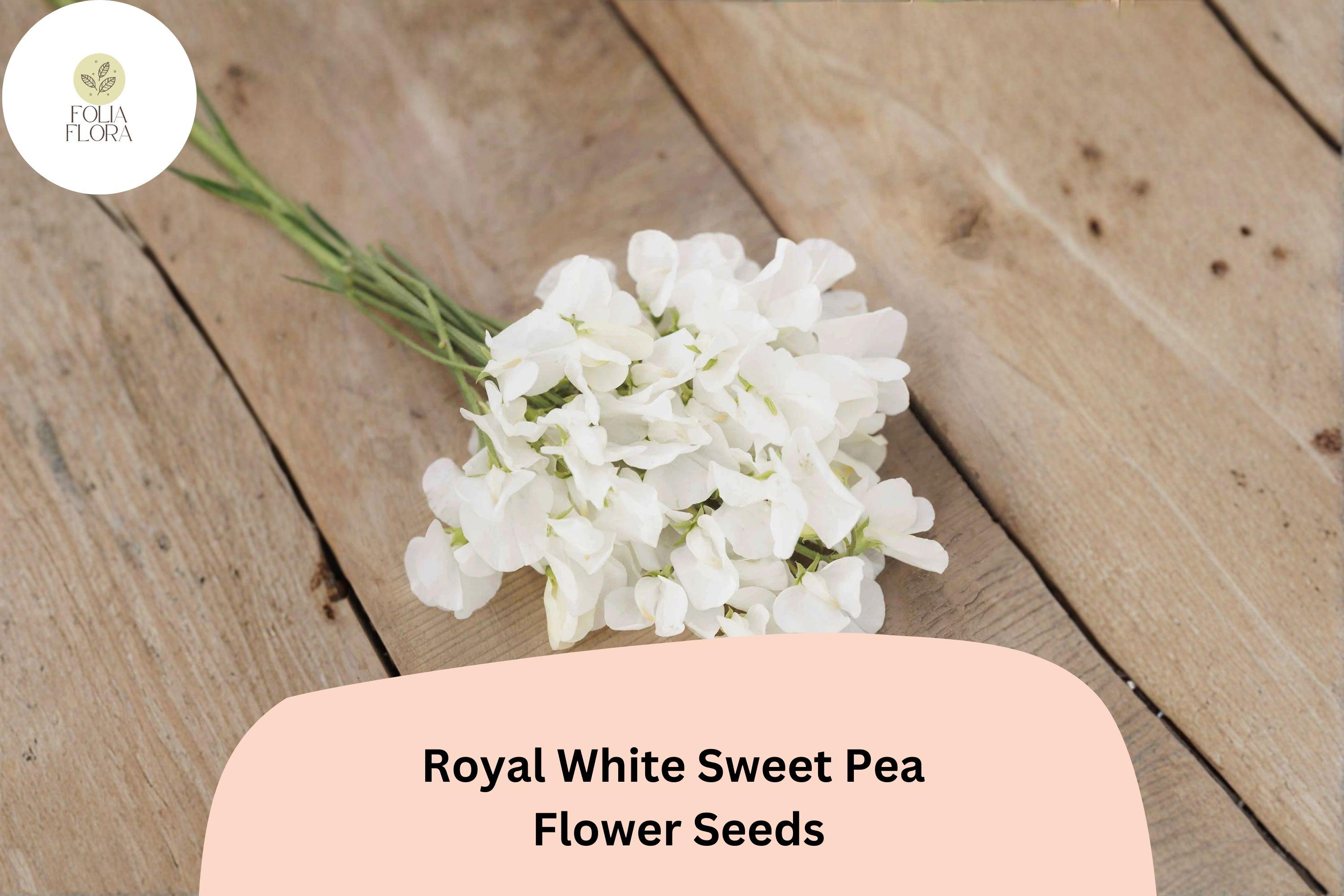 Royal White Sweet Pea Seeds | Climbing Flower Pack | Lathyrus odoratus ‘Royal White’ | White Annual Vine for Trellises & Gardens
