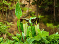 Jack-in-the-Pulpit Seeds | Arisaema triphyllum Native Woodland Perennial | Rare Shade Garden Plant | 5 Seeds