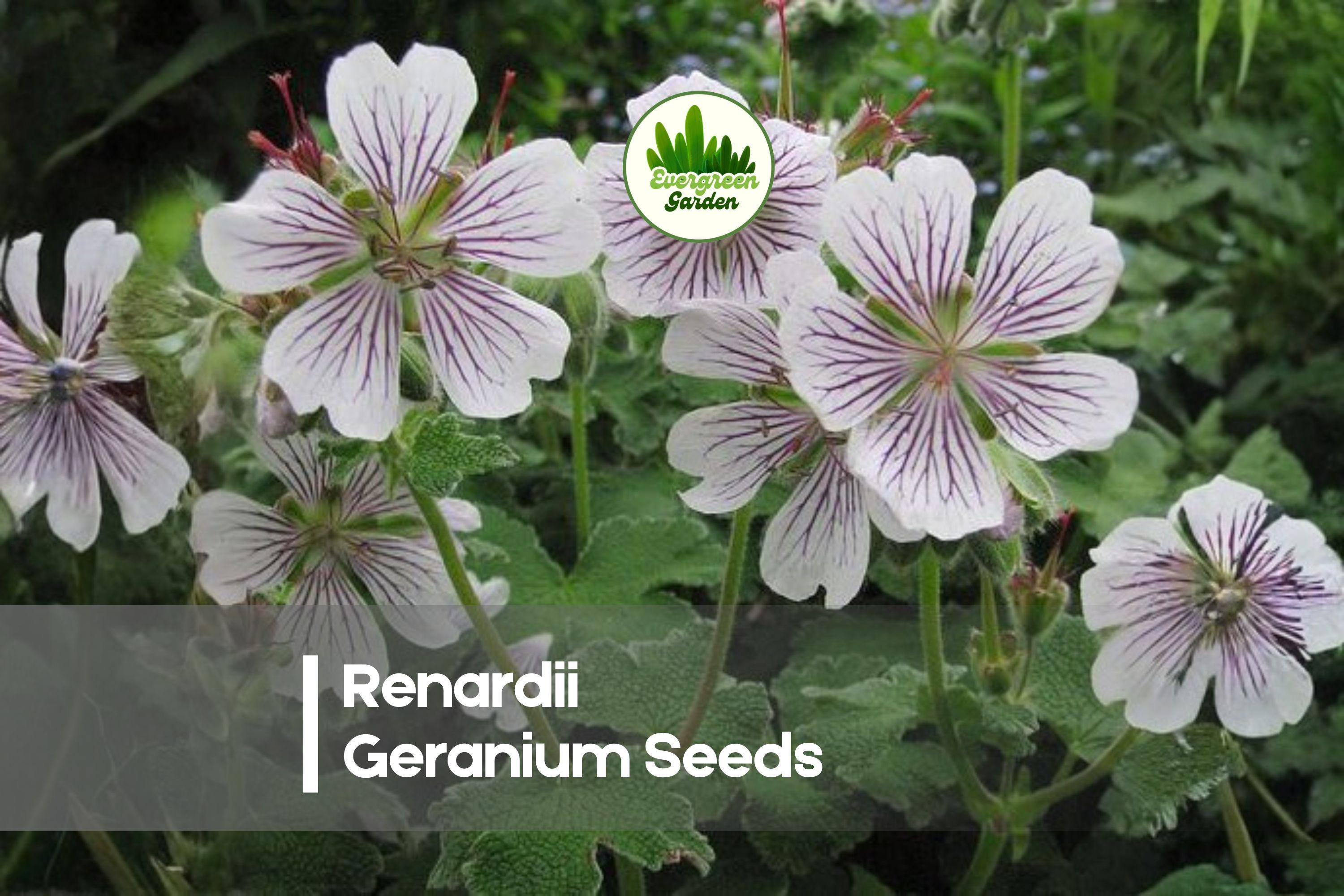 25+ Renardii Geranium Seeds - Hardy Perennial with White & Purple Veined Flowers, Textured Gray-Green Foliage, for Borders & Rock Gardens