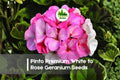 Pinto Geranium Seeds 25+ White to Rose Pelargonium × hortorum Flowering Annual Perennial Garden Seeds