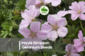 25+ Mavis Simpson Geranium Seeds – Soft Pink Blooms, Perennial Flowering Plant, Geranium × riversleaianum for Borders & Cottage Gardens