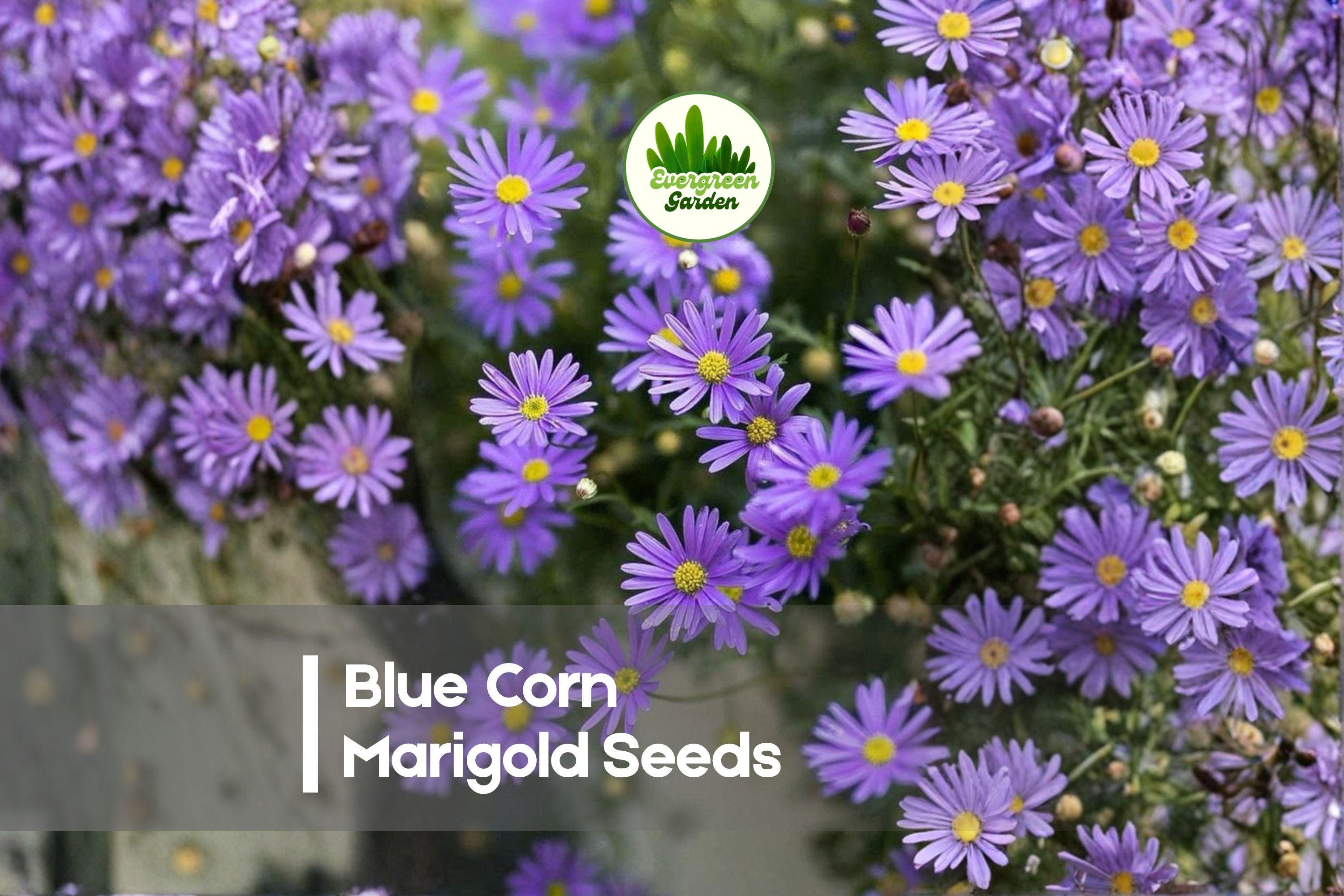 Blue Corn Marigold Seeds, 25+ Blue Cornflower, Vibrant Blue Blooms, Centaurea cyanus, Annual Flower for Borders & Cut Flowers