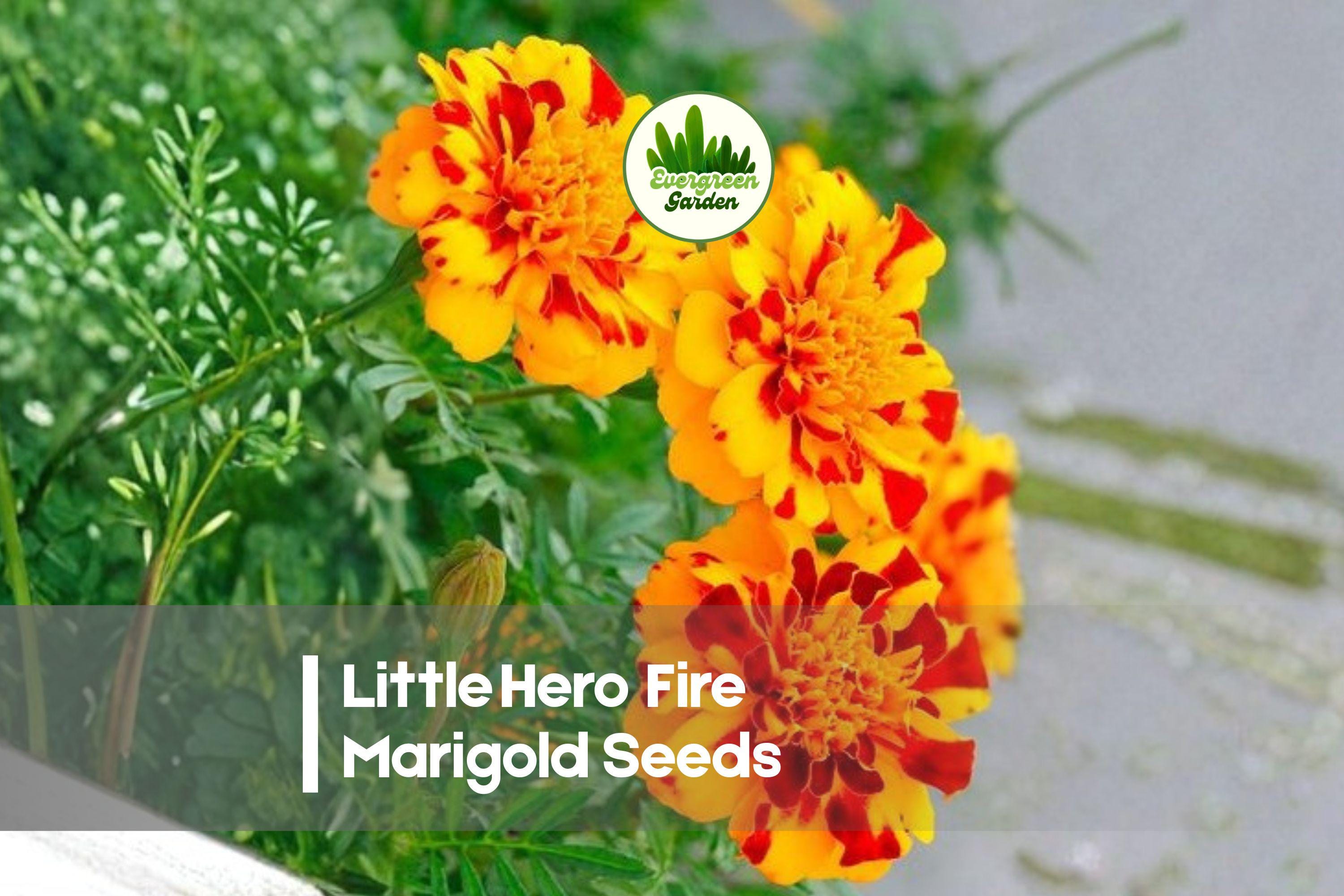 25+ Little Hero Fire Marigold Seeds | Compact Tagetes patula for Borders & Containers | Bright Red-Orange Blooms