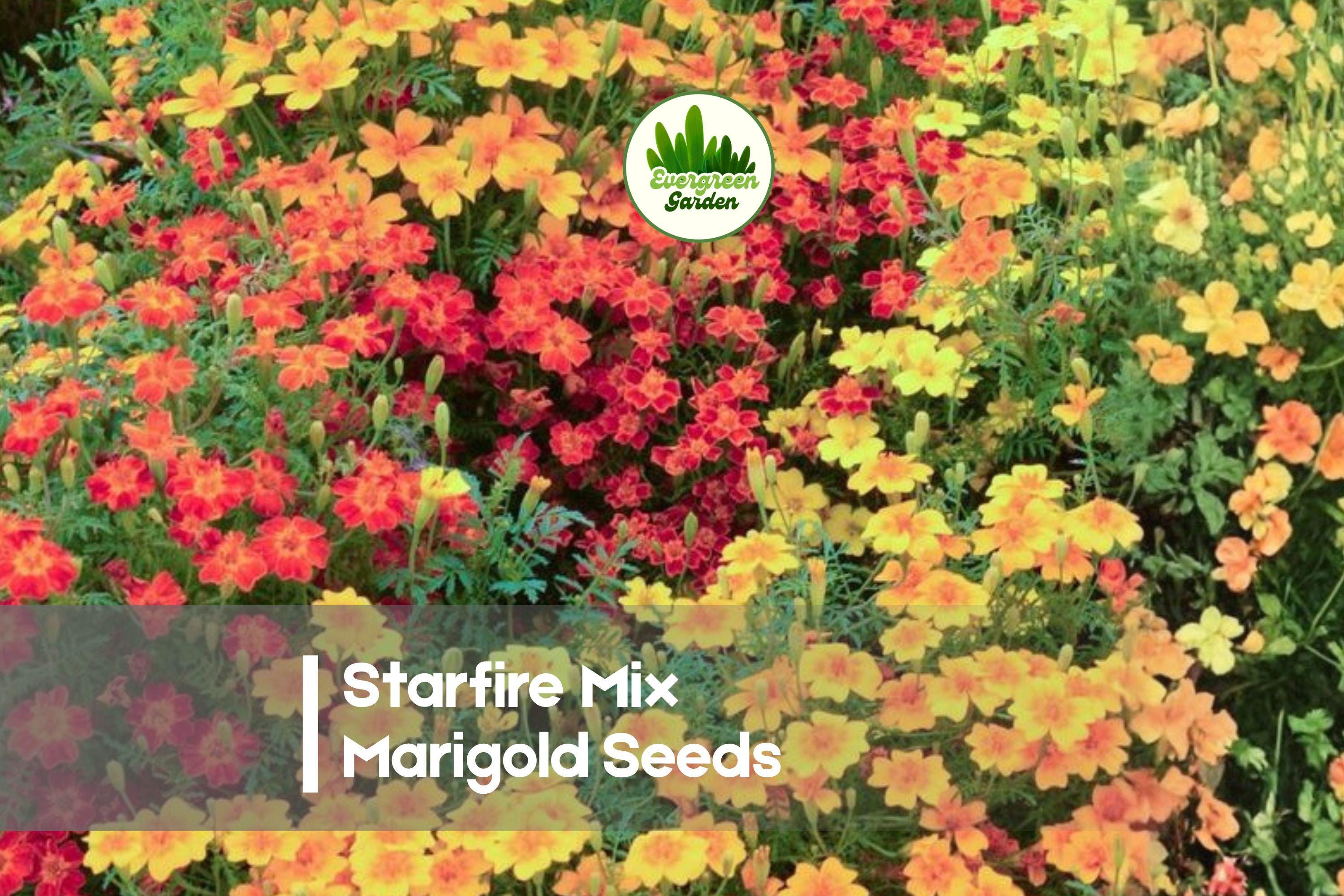 Starfire Mix Marigold Seeds, Flowering Annual, Bright Yellow, Gold & Orange Blooms, Tagetes tenuifolia, Garden & Container Planting