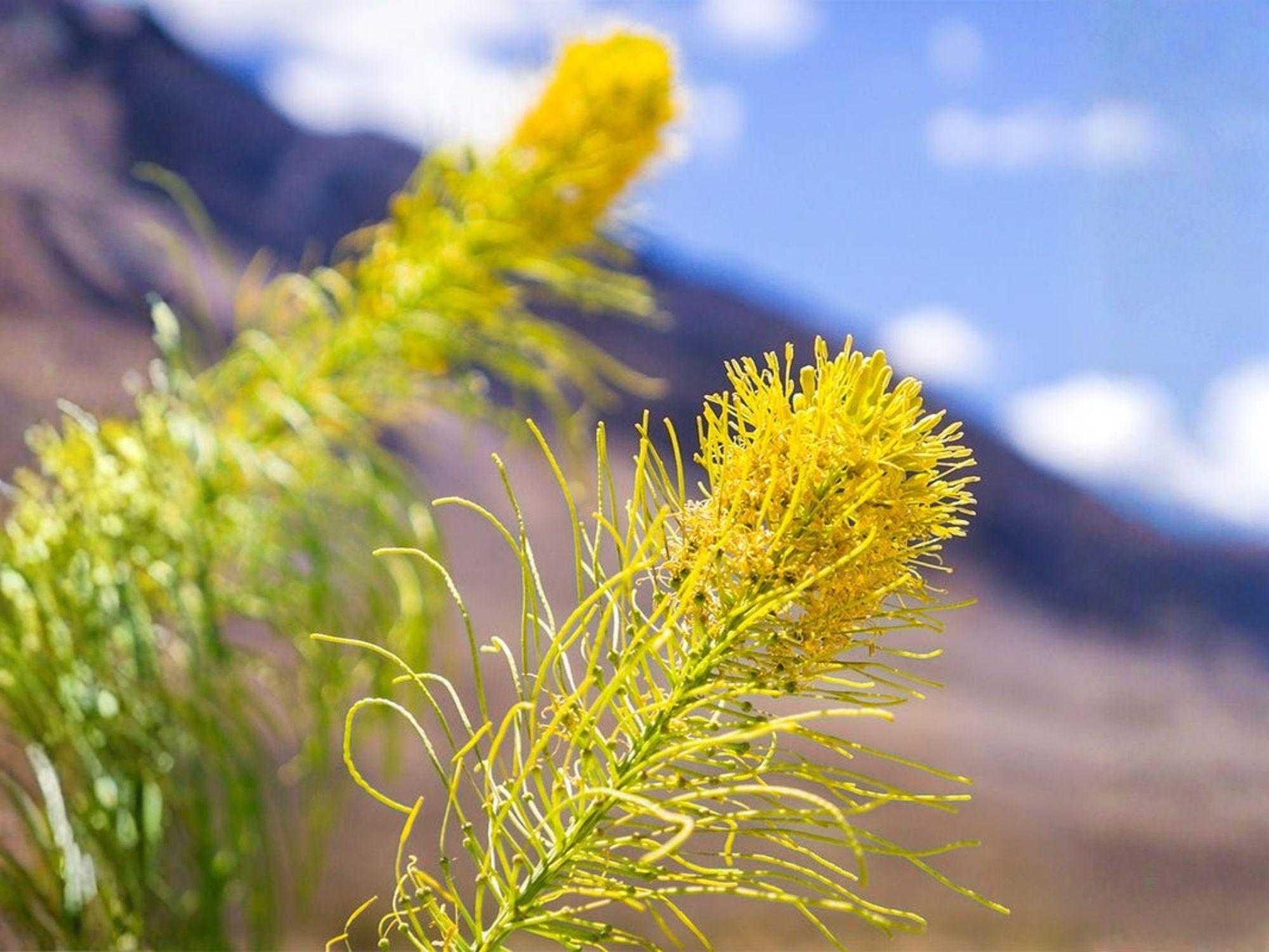 Stanleya pinnata Seeds – Prince’s Plume Native Wildflower for Prairie Gardens & Xeriscape Landscaping (40 Seeds)