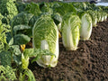 Michihli Chinese Cabbage Seeds – 300 Heirloom Napa Vegetable Garden Seeds for Tall, Tender Heads, Crisp Texture, and Mild Flavor