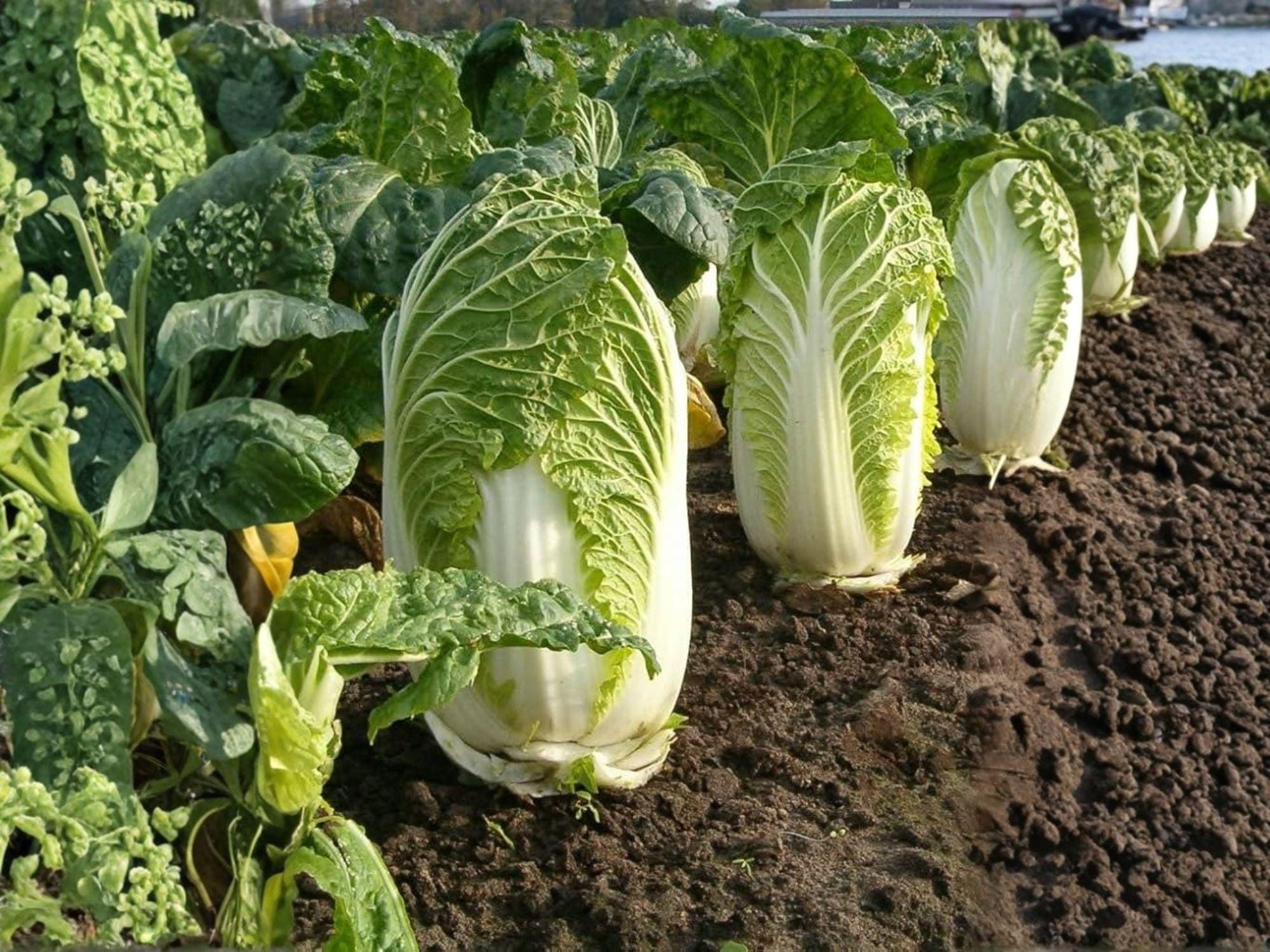 Michihli Chinese Cabbage Seeds – 300 Heirloom Napa Vegetable Garden Seeds for Tall, Tender Heads, Crisp Texture, and Mild Flavor