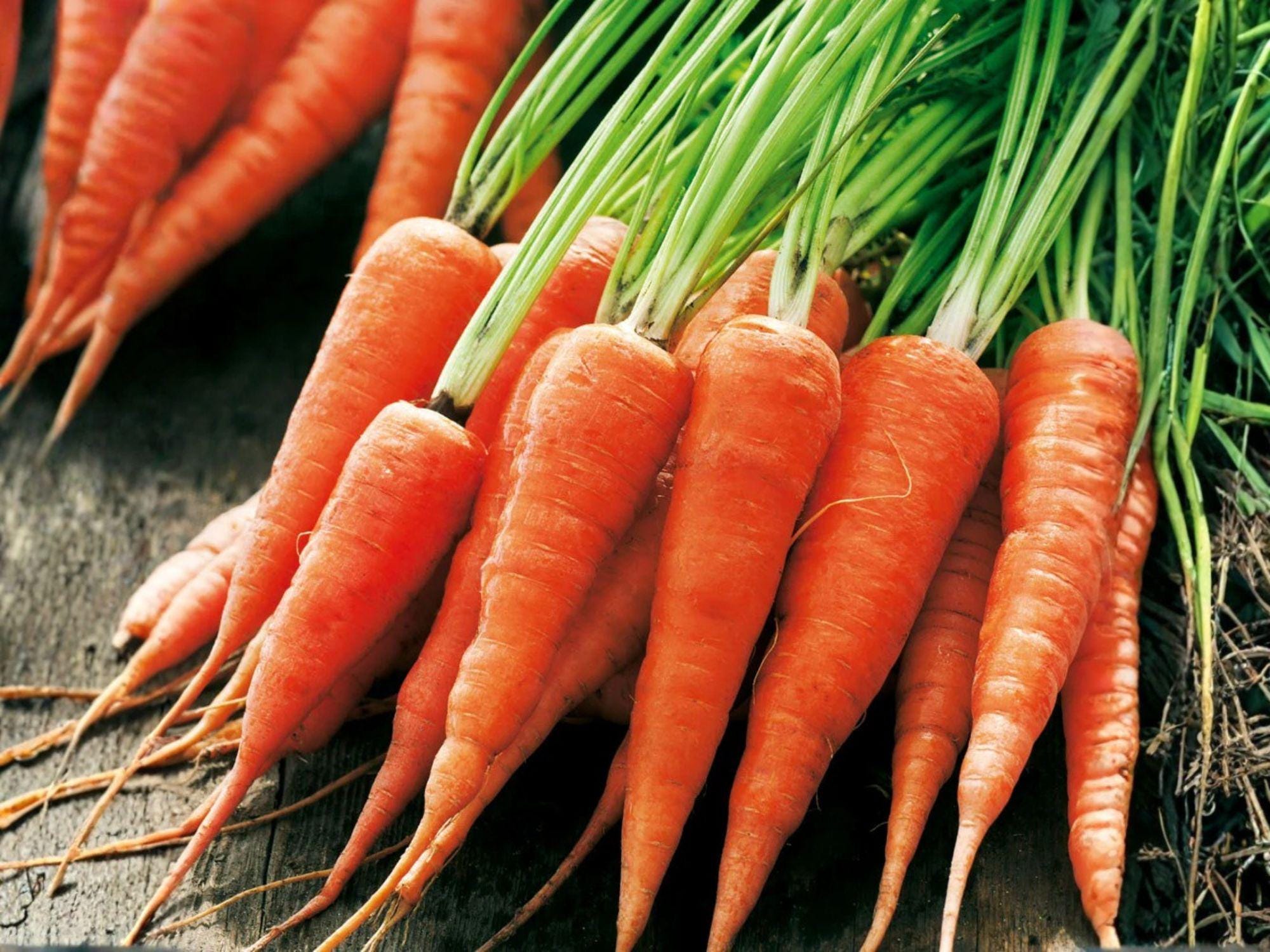 Chantenay Red Cored Carrot Seeds – 500 Heirloom Vegetable Seeds for Garden, Root Crop, Short Thick Roots, Sweet Flavor, Organic