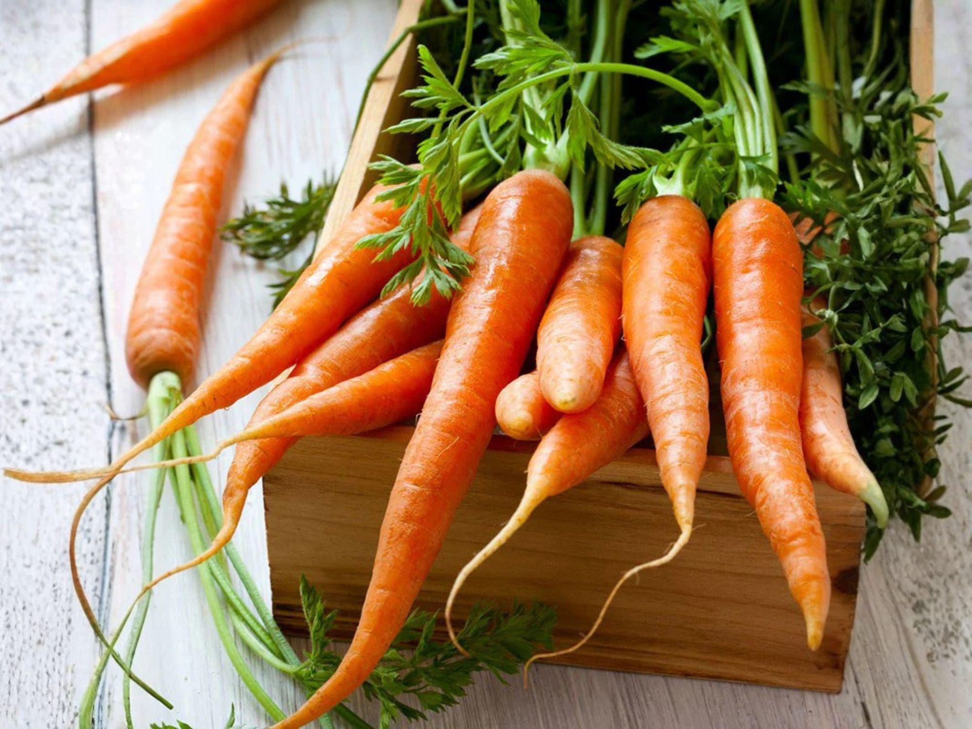 Tendersweet Carrot Seeds – 500 Heirloom Long Roots for Fresh Eating, Juicing, and Gardening – Deep Orange, Tender, Sweet Vegetables