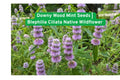 Downy Wood Mint Seeds | Native Wildflower for Shade Gardens | Blephilia Ciliata | Pollinator & Bee Friendly Perennial