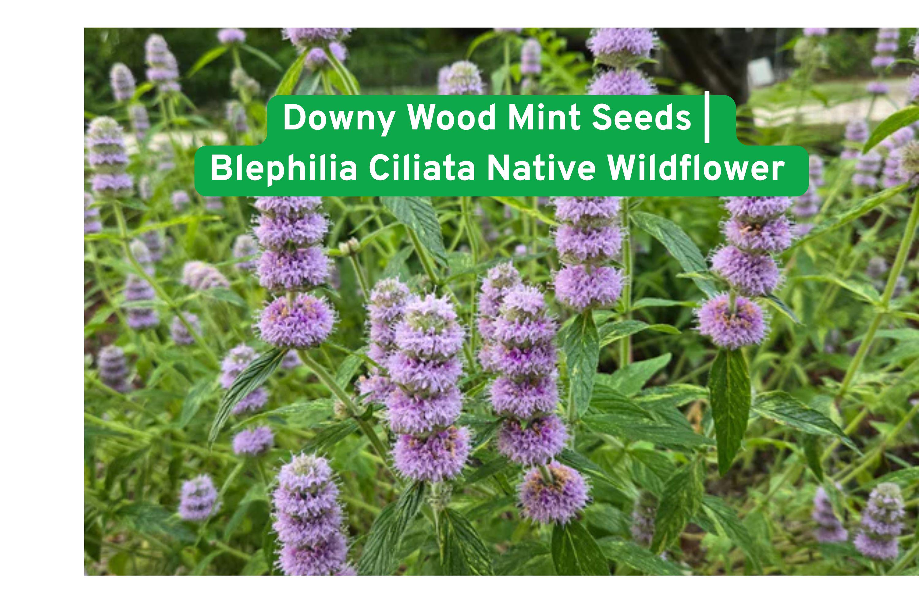 Downy Wood Mint Seeds | Native Wildflower for Shade Gardens | Blephilia Ciliata | Pollinator & Bee Friendly Perennial