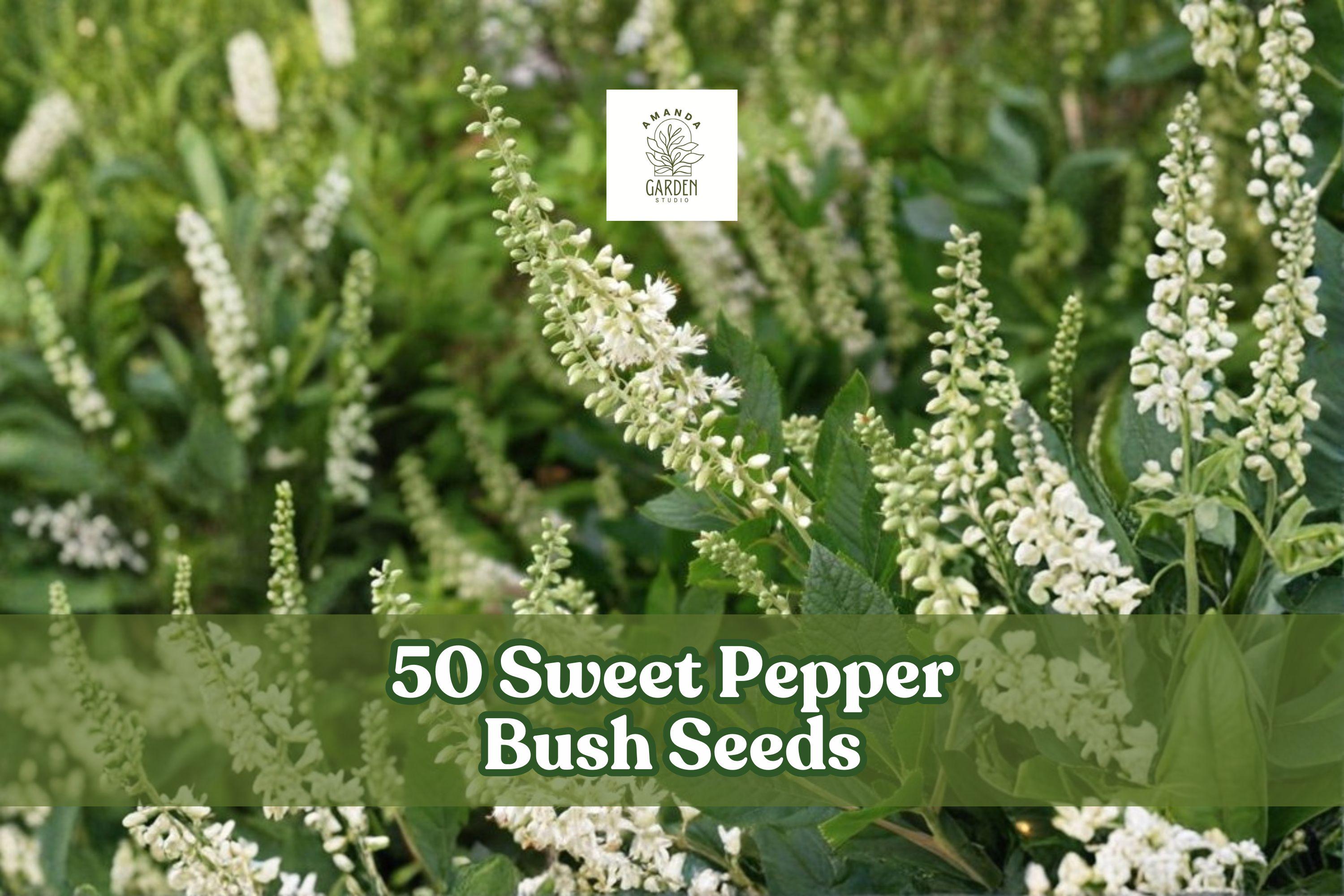 50 Sweet Pepper Bush Seeds – Clethra alnifolia Fragrant White Shrub for Shade Gardens, Moist Soil, Deciduous Flowering Plant