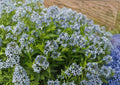 Eastern Bluestar Seeds - Amsonia tabernaemontana, Native Wildflower, Pollinator-Friendly, Drought Tolerant, 10 Seeds