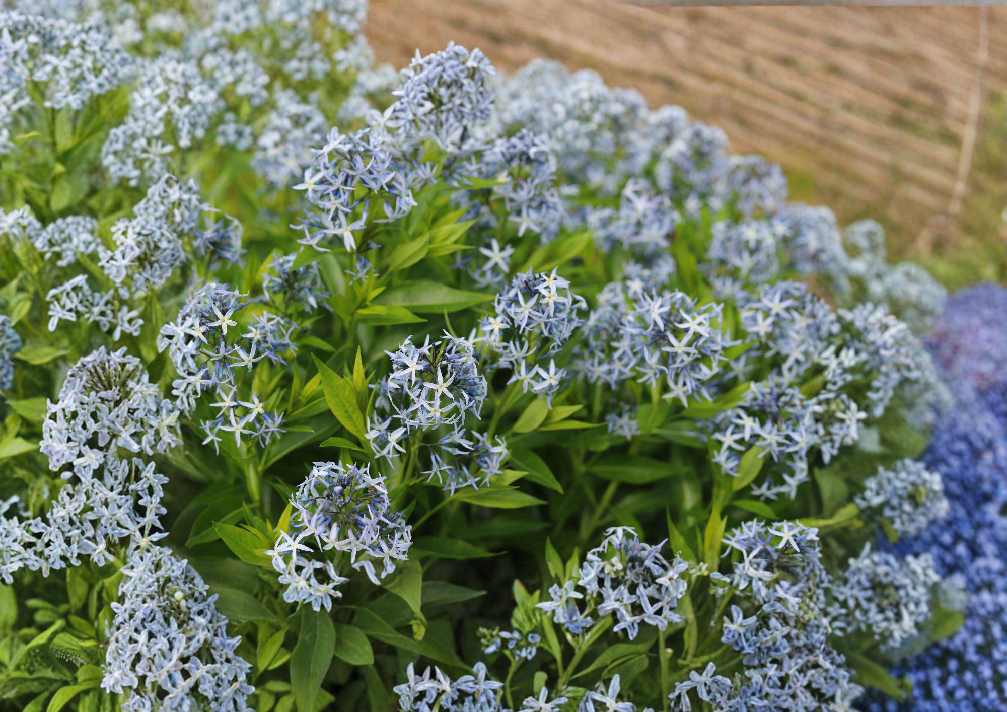 Eastern Bluestar Seeds - Amsonia tabernaemontana, Native Wildflower, Pollinator-Friendly, Drought Tolerant, 10 Seeds