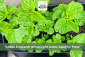 500 White Light Green Amaranth Seeds | Edible Leafy Greens | Amaranthus viridis | Fast-Growing Vegetable for Garden & Containers