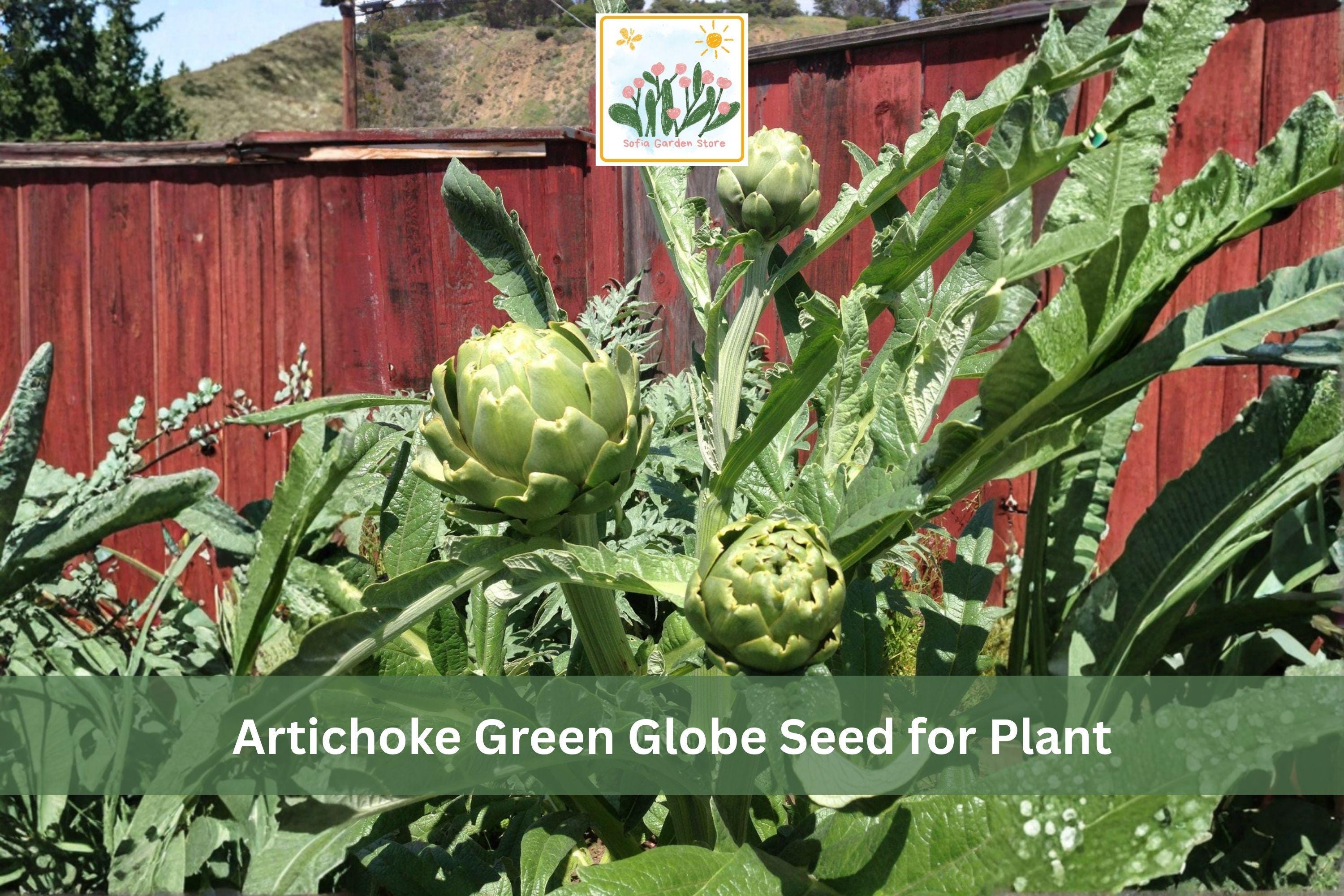 Artichoke Green Globe Seeds – Heirloom Vegetable, Perennial Garden Plant, Cynara cardunculus var. scolymus, 10 Seeds