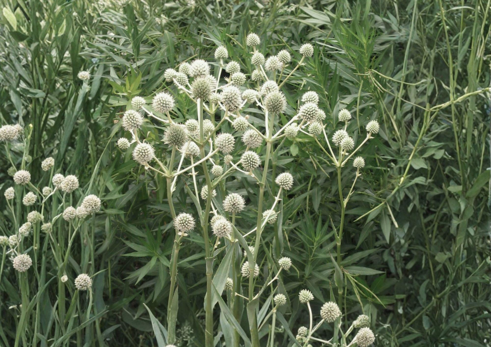 Rattlesnake Master Seeds - Eryngium yuccifolium - Native Prairie Perennial for Pollinator Gardens and Wildflower Landscaping