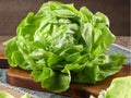 Bibb Butterhead Lettuce Seeds – Heirloom Non-GMO Compact Garden Variety for Salads & Wraps (Lactuca sativa)