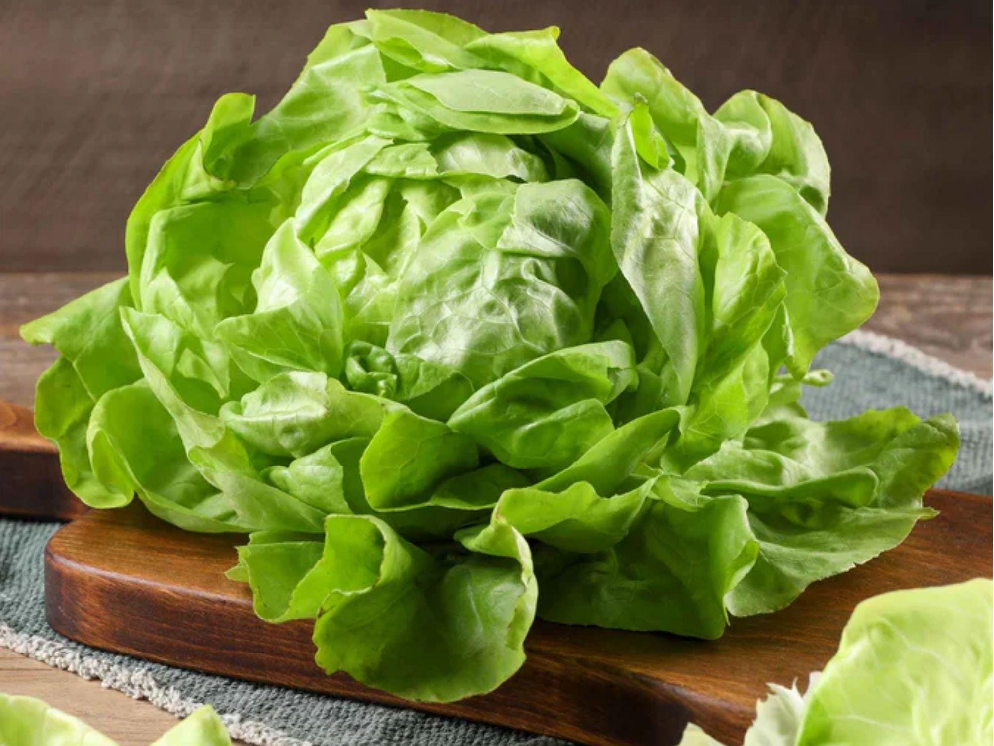 Bibb Butterhead Lettuce Seeds – Heirloom Non-GMO Compact Garden Variety for Salads & Wraps (Lactuca sativa)