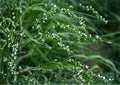 Smartweed Seeds - Native Pink Wildflower for Rain Gardens, Wetlands & Pollinator Gardens - Persicaria punctata