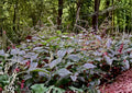 Persicaria virginiana Seeds – Woodland Knotweed Native Shade Wildflower for Woodland Gardens and Naturalized Areas