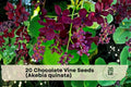 20 Chocolate Vine Seeds (Akebia quinata) – Ornamental Climber for Trellises, Fences, Privacy Screens, Purple Fragrant Flowers