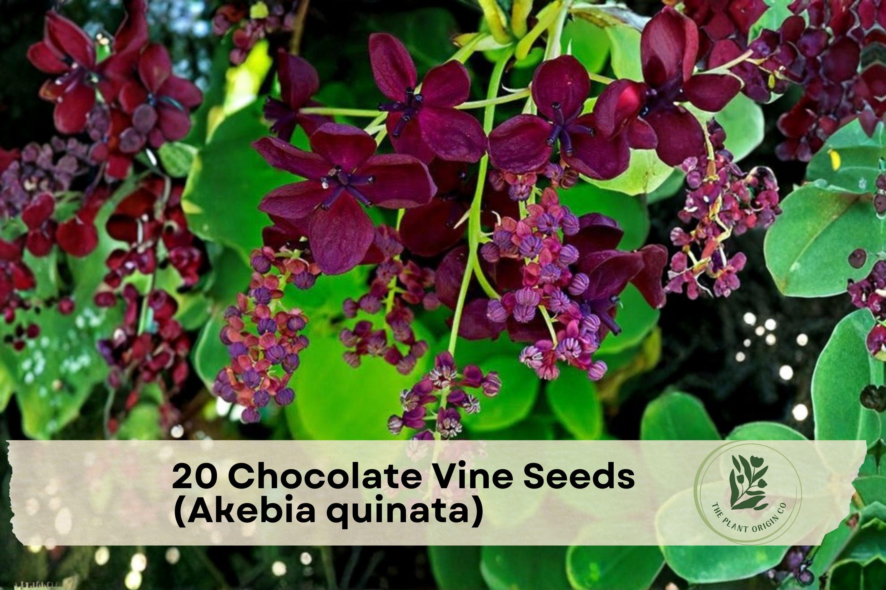 20 Chocolate Vine Seeds (Akebia quinata) – Ornamental Climber for Trellises, Fences, Privacy Screens, Purple Fragrant Flowers