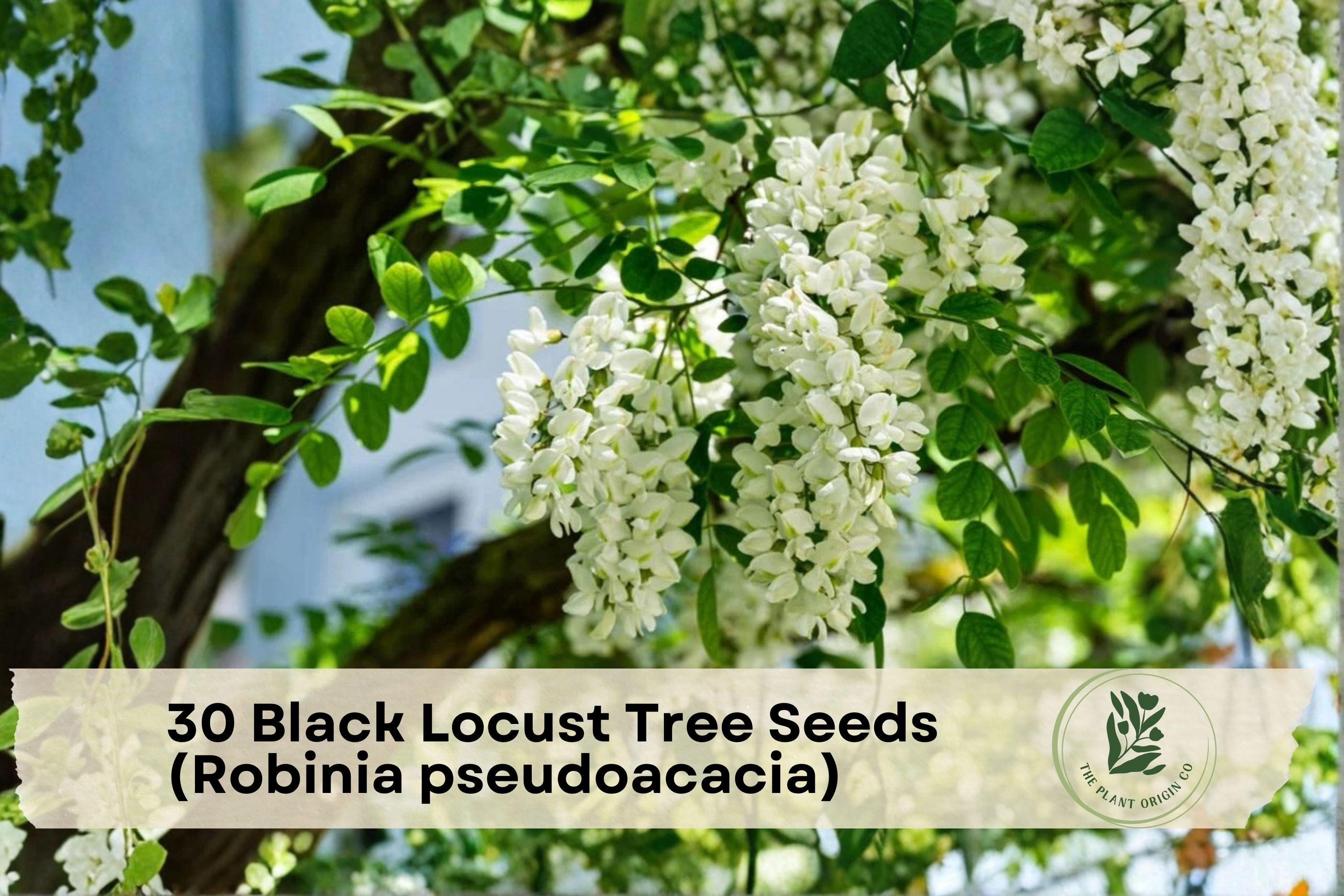 30 Black Locust Tree Seeds Robinia pseudoacacia Fast-Growing Deciduous Hardwood Pollinator-Friendly Seed