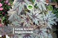 25+ Connie Boswell Begonia Seeds - Pink & Cream Double Blooms, Tuberous Perennial, Ideal for Containers & Hanging Baskets