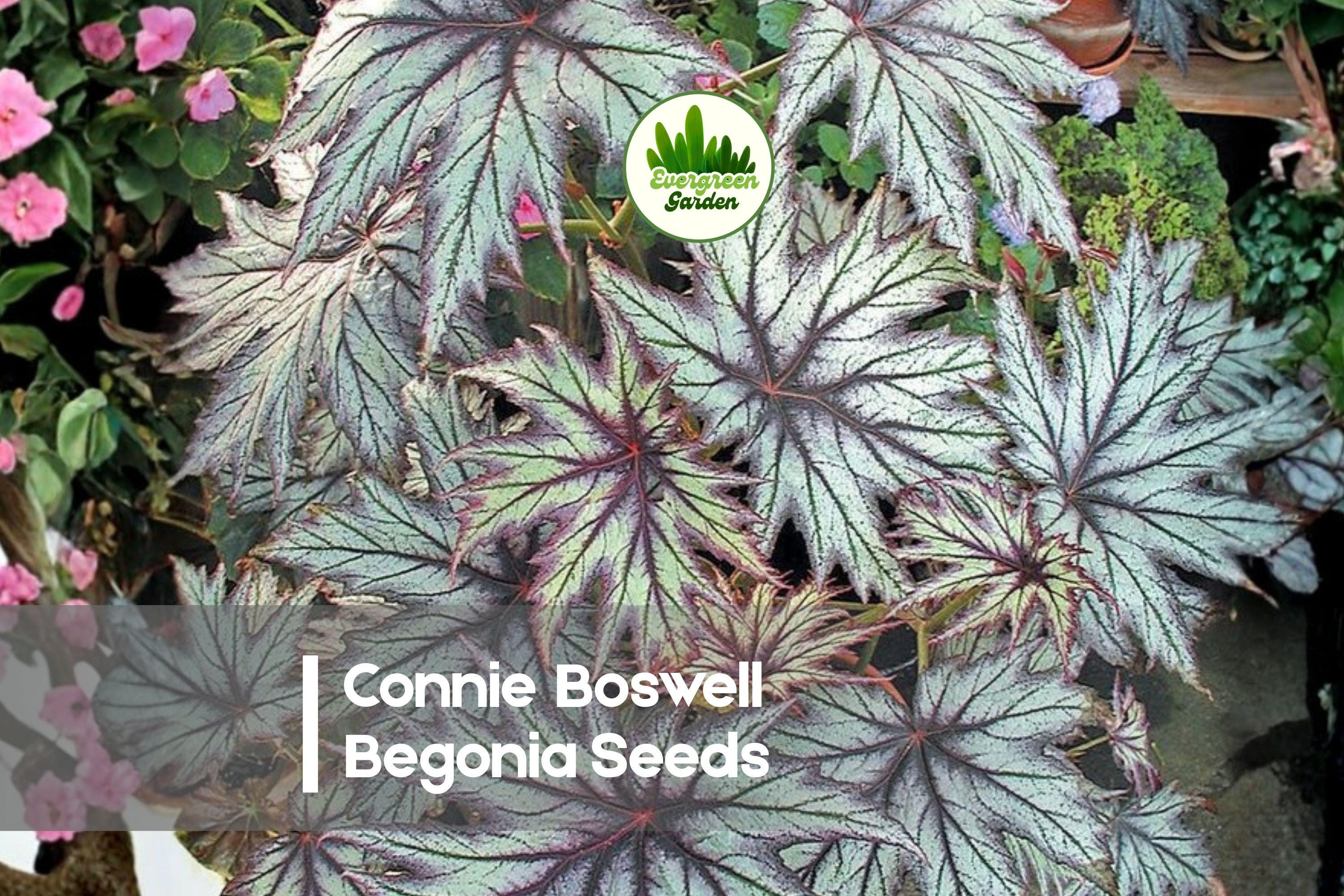 25+ Connie Boswell Begonia Seeds - Pink & Cream Double Blooms, Tuberous Perennial, Ideal for Containers & Hanging Baskets