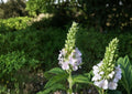 Canada Germander Seeds - Native Wildflower, Pollinator-Friendly, Teucrium canadense, Perennial for Meadows & Rain Gardens