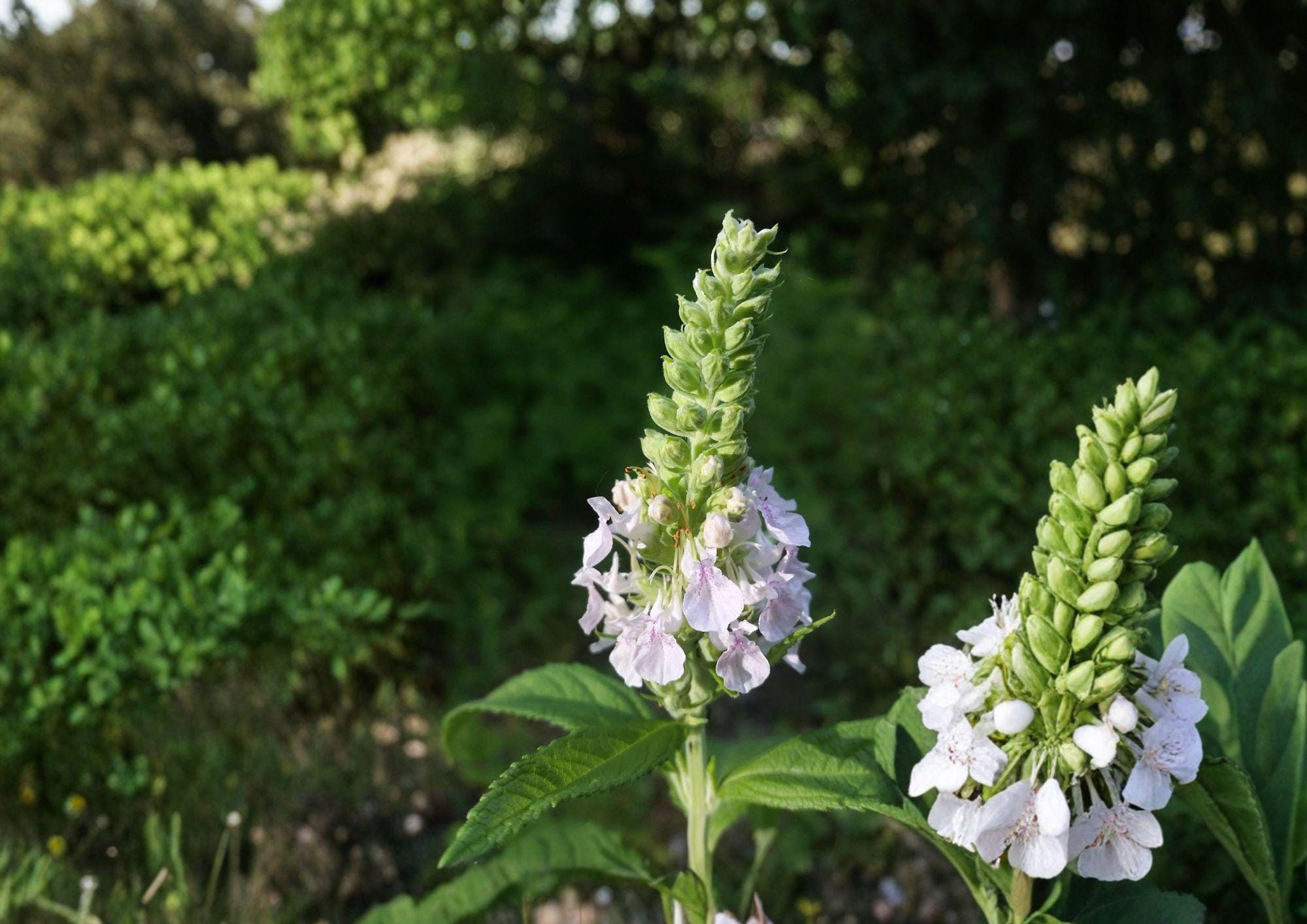 Canada Germander Seeds - Native Wildflower, Pollinator-Friendly, Teucrium canadense, Perennial for Meadows & Rain Gardens